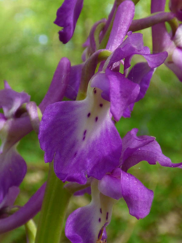 Orchis mascula 'purpurea'